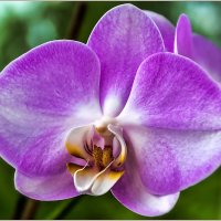 Про цветы.... :: Aquarius - Сергей