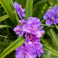 Традесканция :: Татьяна Пальчикова