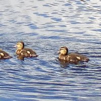 Утята :: Сапсан 