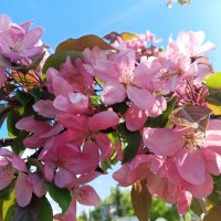 Яблоня :: Сапсан 