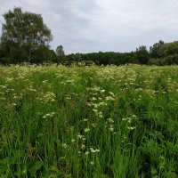 День России. Для меня Россия такая :: Андрей Лукьянов День России. Для меня Россия такая :: Андрей Лукьянов