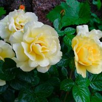 Городские цветы :: Милешкин Владимир Алексеевич 