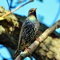 Скворец. :: Восковых Анна Васильевна Скворец. :: Восковых Анна Васильевна