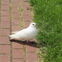 *** :: Роланд Дубровский