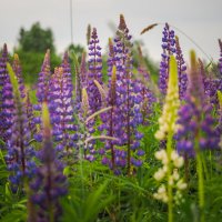 Когда цветут люпины :: Магомед .