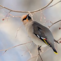 Свиристель. :: Виктор Иванович Чернюк