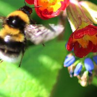 В объективе микромир (серия) :: Любовь Сахарова