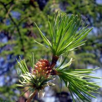 Хвоя :: Роман Савоцкий