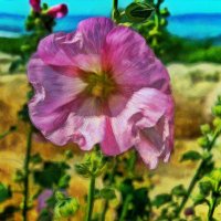 Мальва :: Анатолий Чикчирный