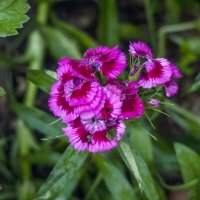 Гвоздика турецкая махровая :: Валентин Семчишин Гвоздика турецкая махровая :: Валентин Семчишин