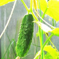 Первый огурчик :: Людмила Смородинская Первый огурчик :: Людмила Смородинская