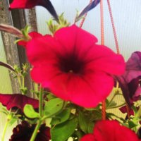 Красота :: Людмила Смородинская Красота :: Людмила Смородинская