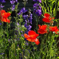 Полевые цветы :: Юрий. Шмаков Полевые цветы :: Юрий. Шмаков