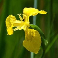 Весна в Ботаническом... :: Наташа *****