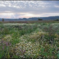 Утро :: **** vedin Утро :: **** vedin