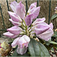 бутоны. :: Валерия Комова