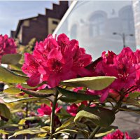 ******** :: Валерия Комова