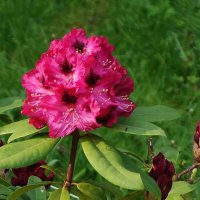 Рододендрон :: Рита Симонова Рододендрон :: Рита Симонова