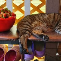 Мурлычьи сновидения :: Леонид Абросимов