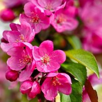 Май цветение :: Михаил Свиденцов