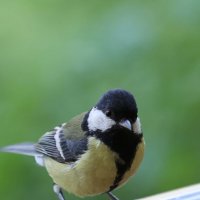 Синичка с отражением :: Александр Кондаков Синичка с отражением :: Александр Кондаков