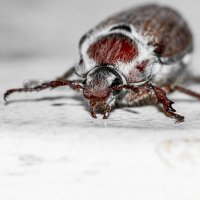 May Bug | 15 :: Sergey Sonvar May Bug | 15 :: Sergey Sonvar