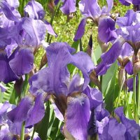 Ирисы :: Freddy 97