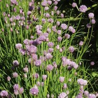 Шнитт-лук :: Freddy 97