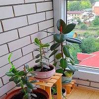 В лоджии :: Алевтина 
