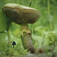 Большой и маленький :: Эдуард Куклин