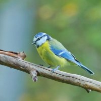 подросток :: Andrey Bragin 