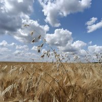 Июнь, зреют хлеба :: Валерий Ткаченко