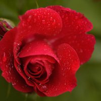 Палитра лета :: Svetlana Galvez