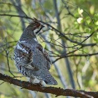 Рябчик :: Игорь Шабалин