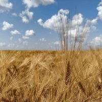 Июнь. Зреют хлеба. :: Валерий Ткаченко Июнь. Зреют хлеба. :: Валерий Ткаченко