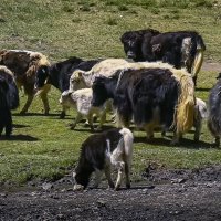 Монголия. Яки :: Aleksey Afonin