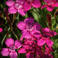 Гвоздичная полянка. :: Лилия *