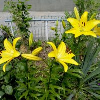 Солнечное лето :: Нина Бутко Солнечное лето :: Нина Бутко