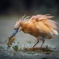 Золотая рыбка :: Александр К.