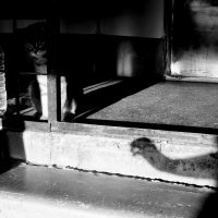 *** :: Maria Rainer