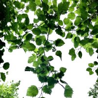 Боярышник :: Любовь Боярышник :: Любовь