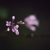 Сирень :: Татьяна Аникина