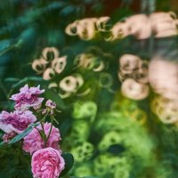 роза :: Александр Леонов роза :: Александр Леонов