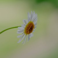 Летняя нежность.... :: Sergey (Apg)