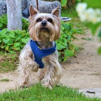 Любопытный Йорк :: Светлана Любопытный Йорк :: Светлана