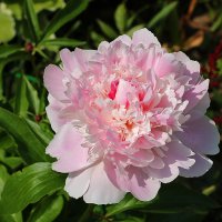 Июнь... Пионы... :: Светлана 