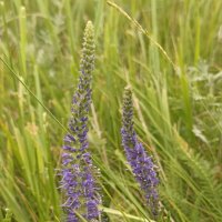 Полевые цветы :: Pippa 