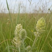 Полевые цветы :: Pippa 