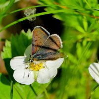 опять про бабочек 32 :: Александр Прокудин