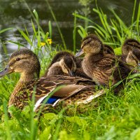 Семейка :: vladimir Б